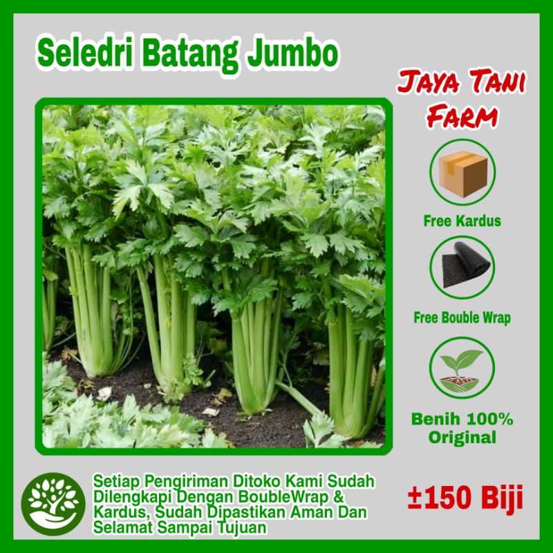 150 Biji Benih Sayuran Seledri Batang Super Calery Tall Utah / Benih Seledri /Benih Herb / Bibit Say