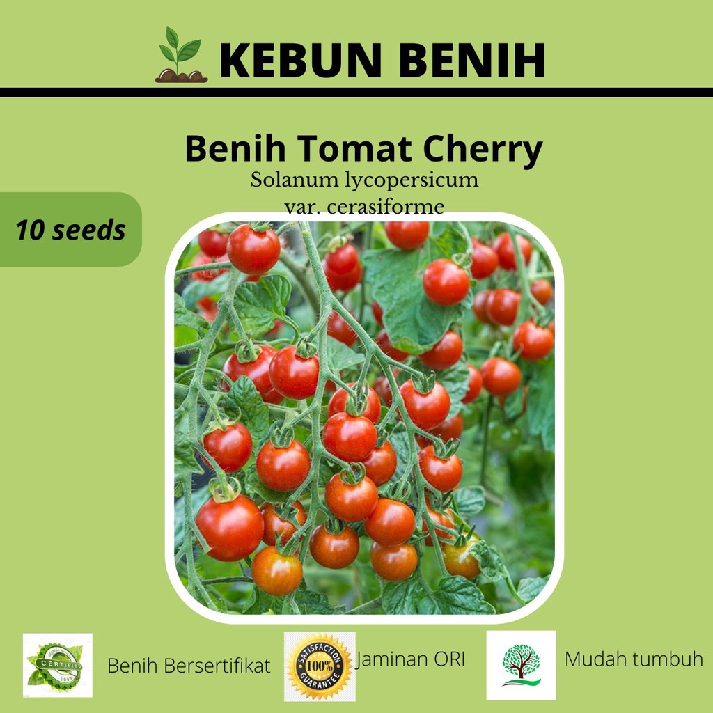 10 Benih Tanaman Tomat Cherry/ Benih Tomat Ceri Kualitas Unggul