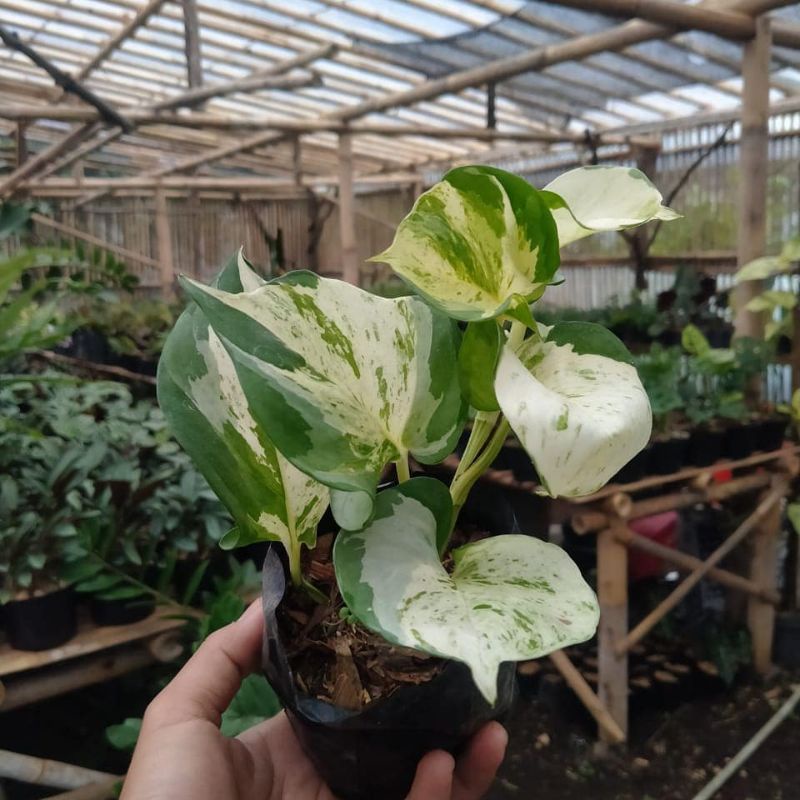 Srigading manjula (Epipremnum aureum 'Manjula) / Tanaman hias gantung manjula / sirih gading manjula