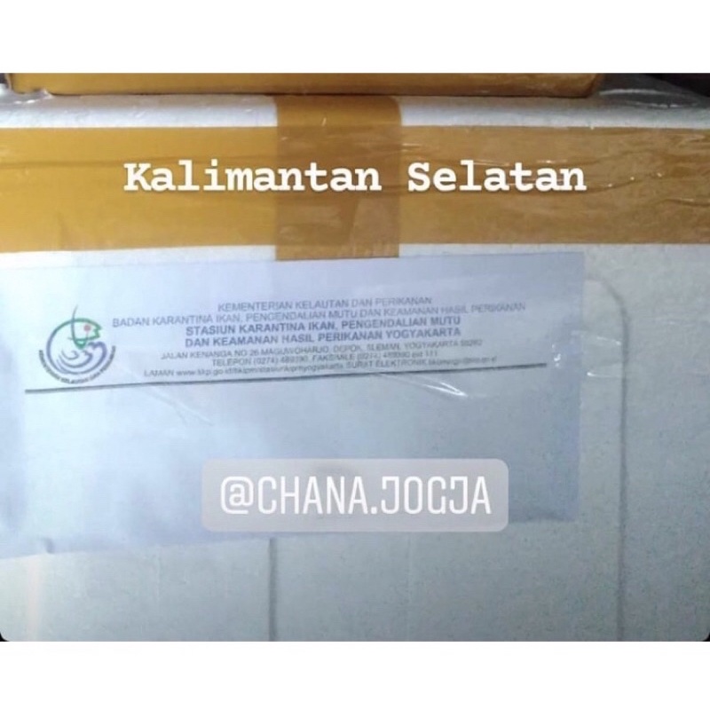 

Surat karantina & Packaging