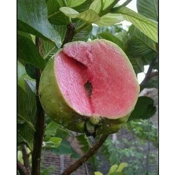 Bibit Jambu Biji Merah Cangkok