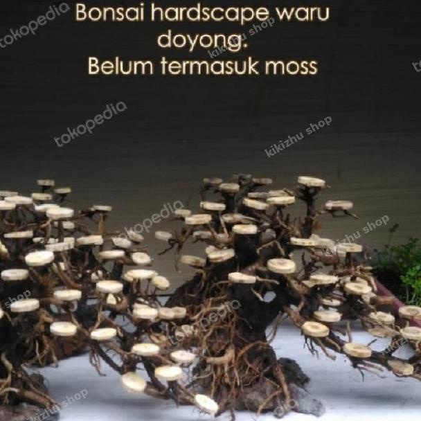 bonsai doyong aquascape aquarium