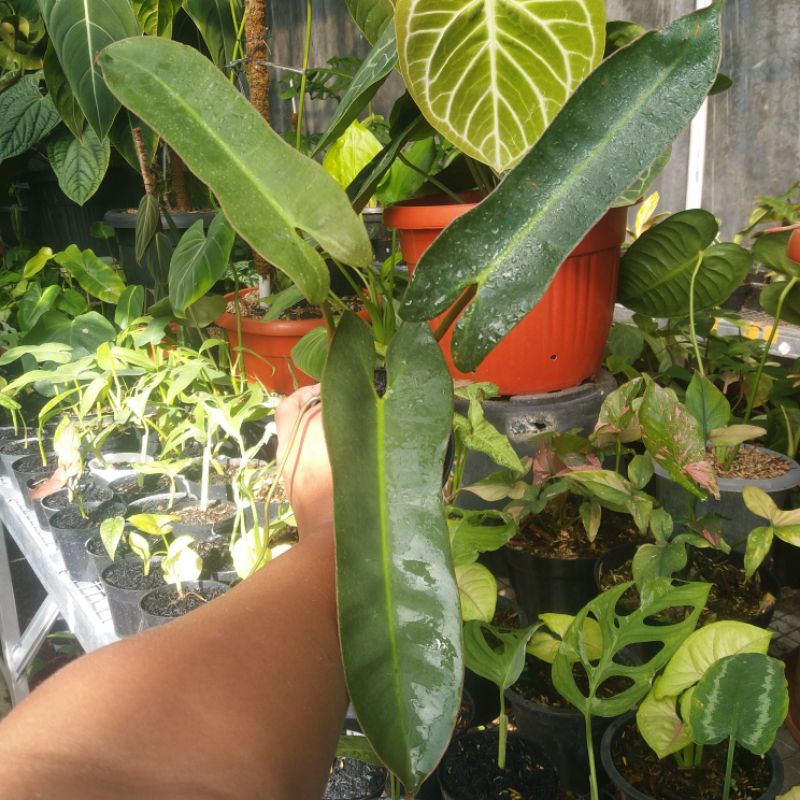 PHILODENDRON ATABAPOENSE