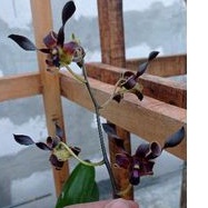 anggrek seedling dendro melintir  jumbo     black mamba    blackdragon