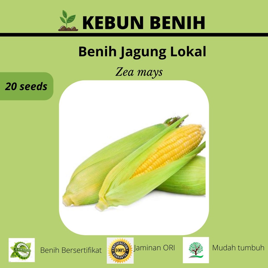 20 Benih Jagung Hibrida F1 PERTIWI 3 Kualitas Unggul