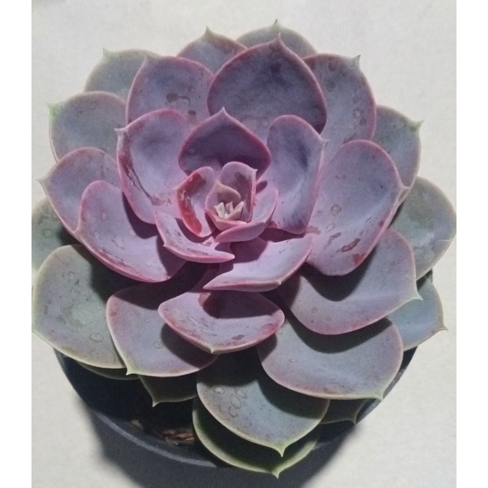 seculen echeveria perle jumbo