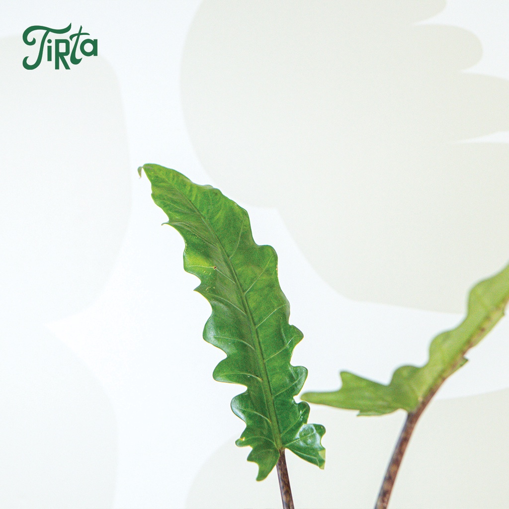 Alocasia lauterbachiana 'Keris Papua' - Tanaman rawatan