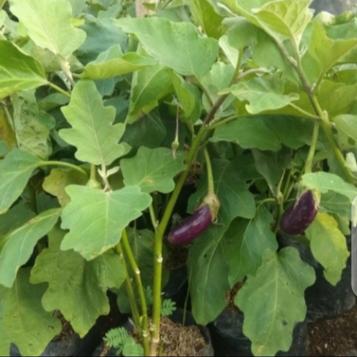 tanaman bibit buah terong ungu FF11