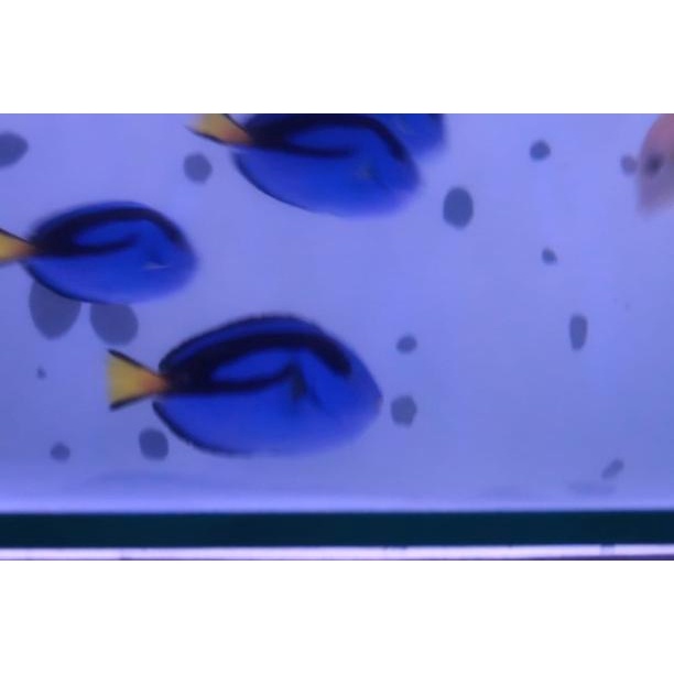 Ikan Hias Air Laut Dory/Dori S - M-5,5cm