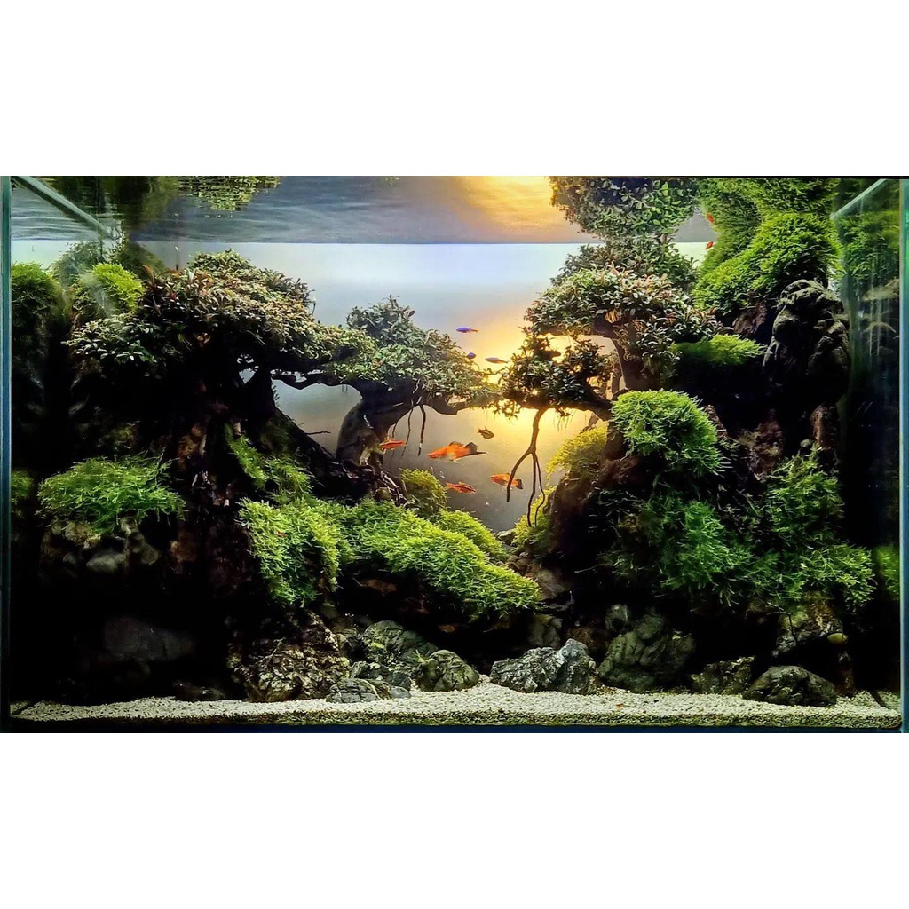 Nickz aquascape bonsai sunset 60 cm fullset