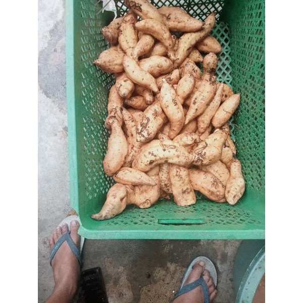

ubi maducilembu