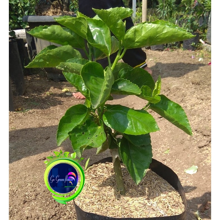 HIBISCUS  BUNGA SEPATU bunga jadul