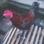 Ayam Jago Mangon Birma Aduan