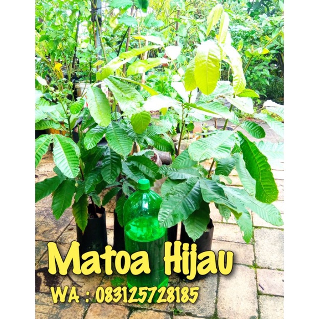 Bibit Matoa Hijau
