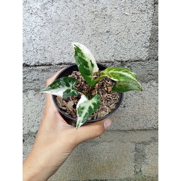 Syngonium T25