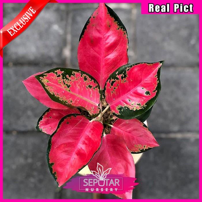 (BISA COD) Aglonema red majesty - Tanaman hias aglonema red majesty