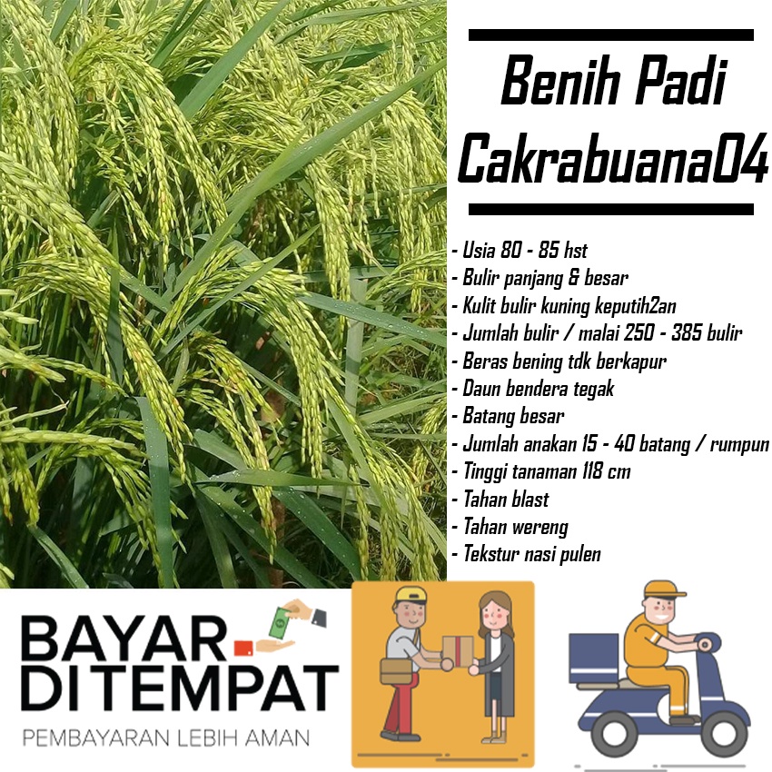 Benih Padi Unggul Galur Cakrabuana 04 5kg