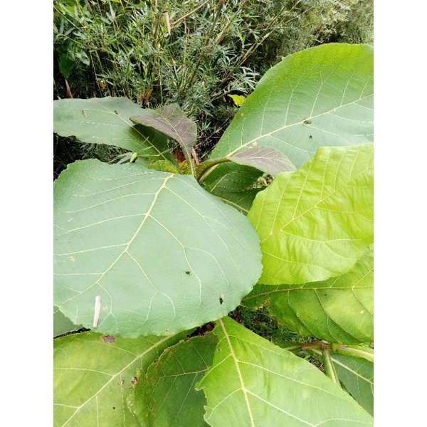 

DAUN JATI ( OBAT HERBAL/PEMBUNGKUS MAKANAN)