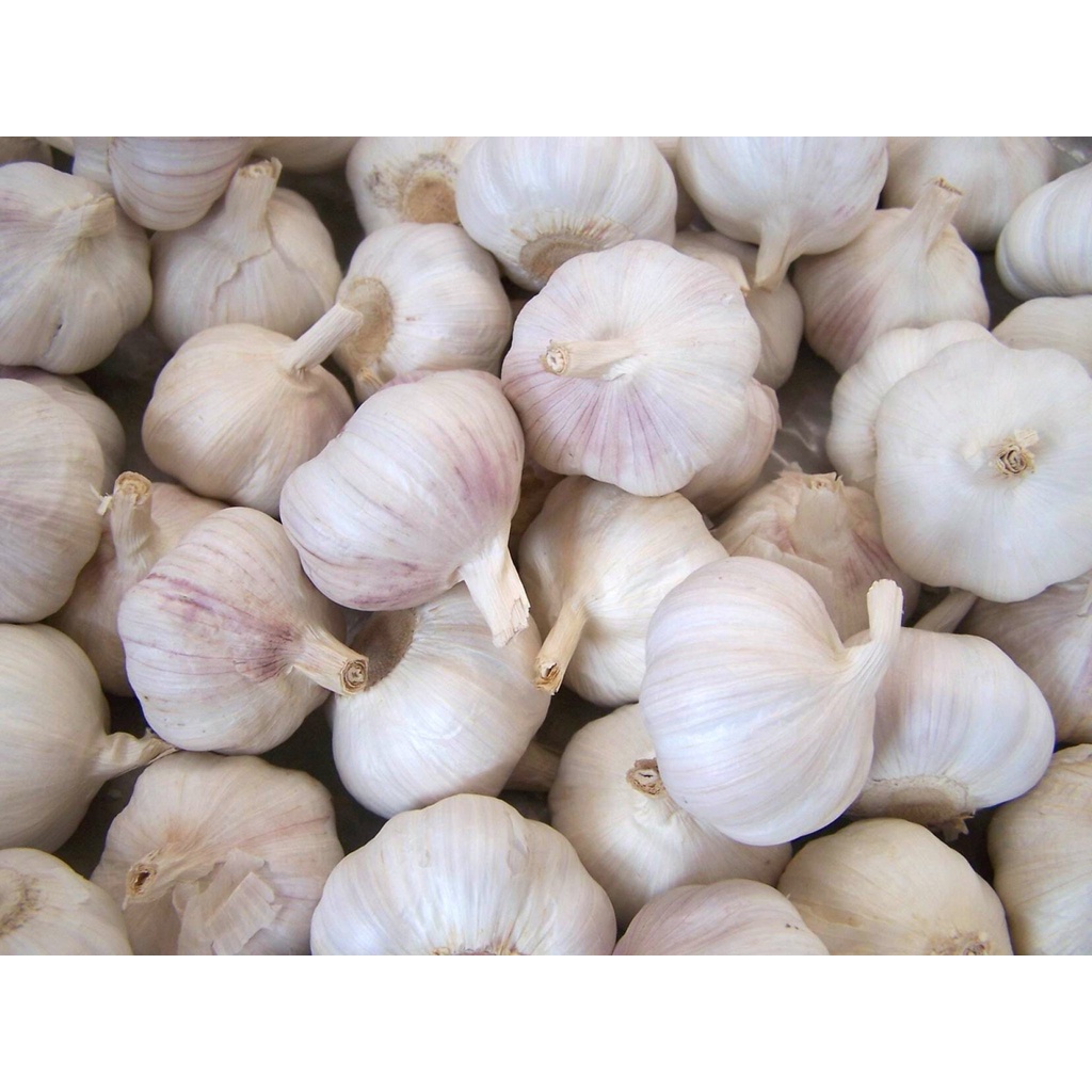 

Bawang Putih Biji (1 kg)