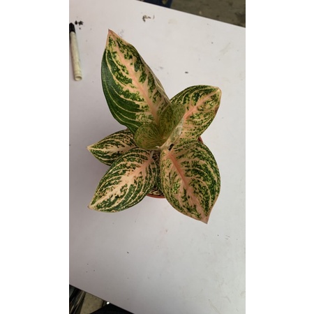 aglonema widuri orange