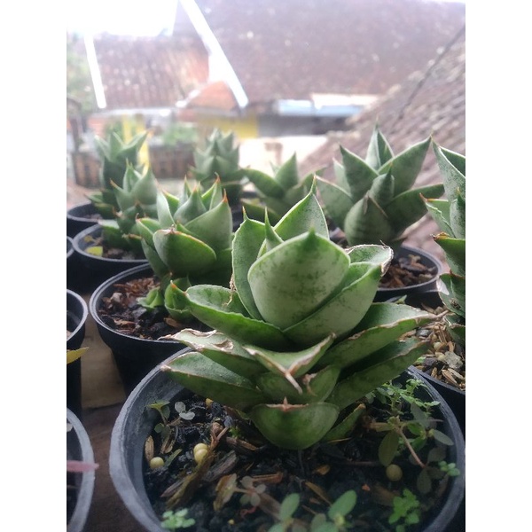 Sanseviera Pagoda Hybrid