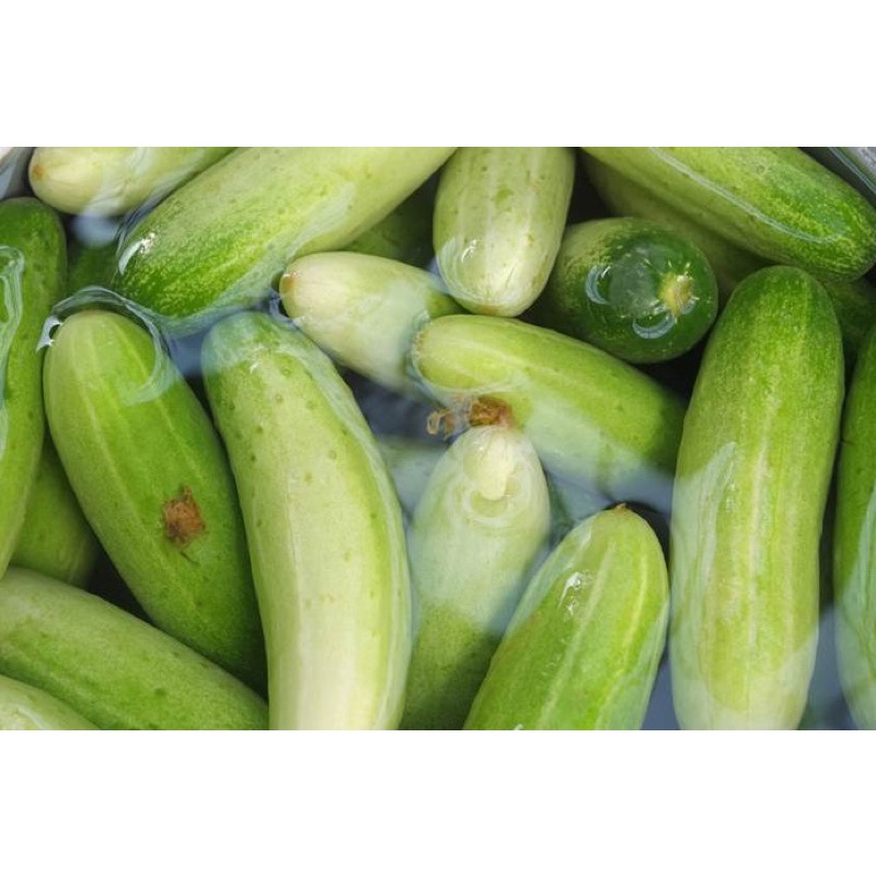 

BIG SALE !!! Timun Bandung fresh 1kg