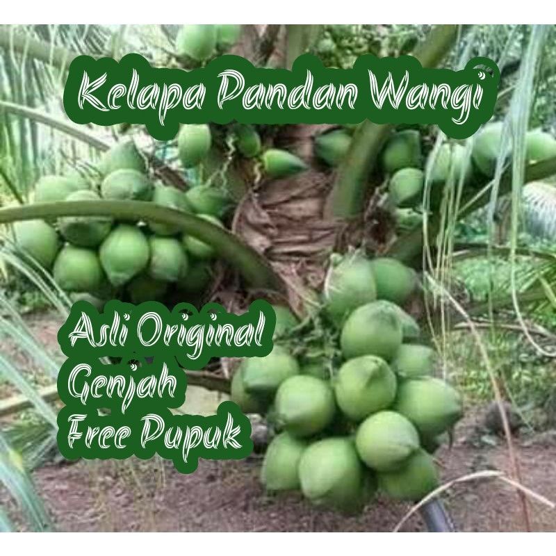 BIBIT KELAPA PANDAN WANGI ASLI THAILAND