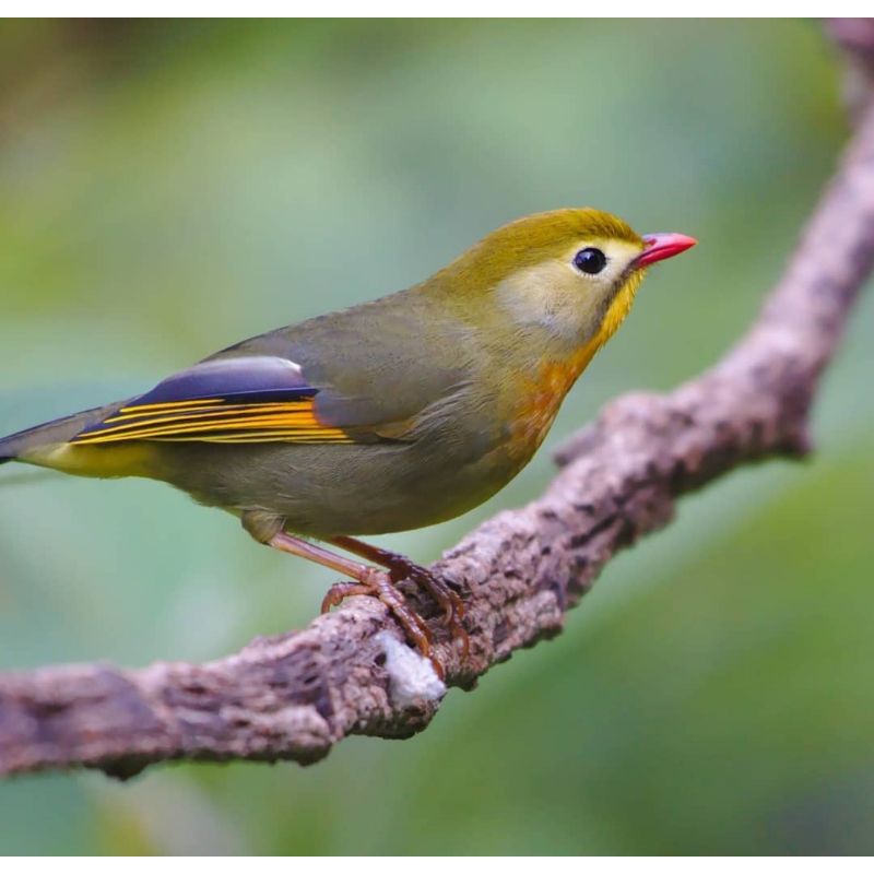 Robin jantan pilihan bunyi