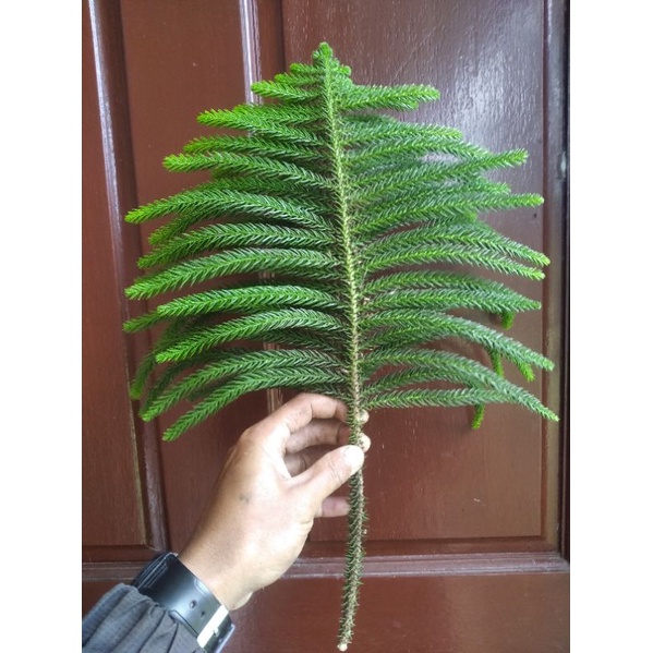 Jual Daun Cemara Gunung Norfolk Segar Fresh Shopee Indonesia