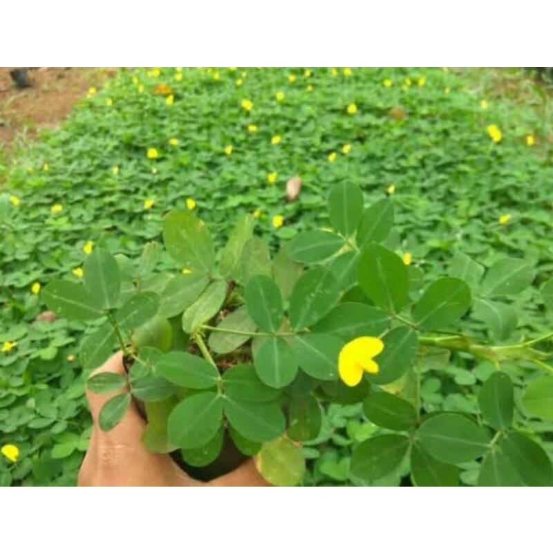 Jual tanaman landep | Shopee Indonesia