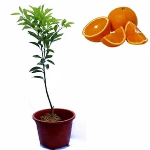 joss Bibit jeruk sankis okulasi viral