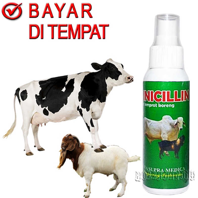 PINICILLIN SPRAY OBAT KORENG SCABIES JAMUR SAPI KAMBING KERBAU