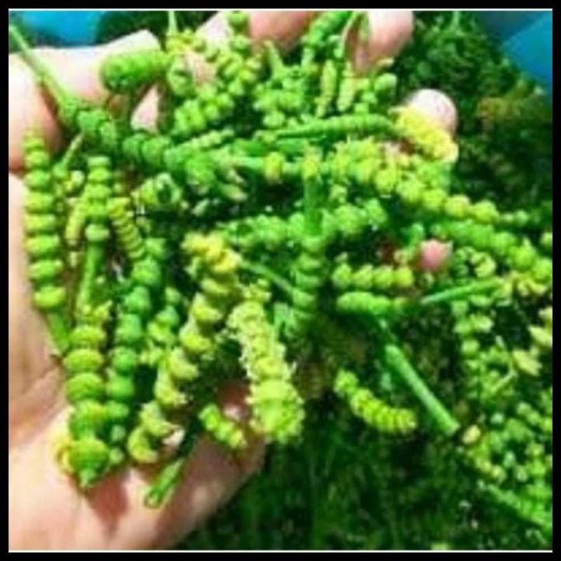 

uceng kembang/uceng suceng 250gr