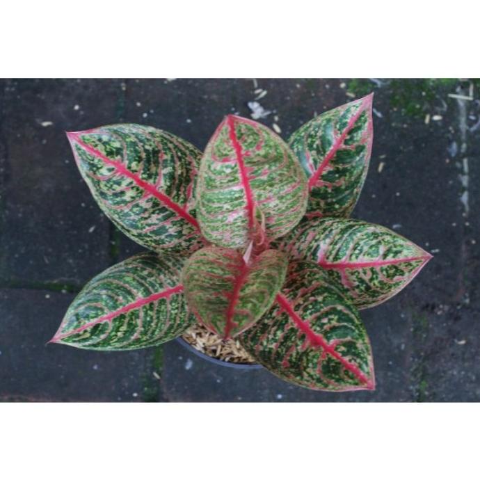 Anakan Aglonema Diana