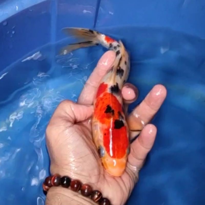 Jual Ikan Koi Blitar Jenis Sanke Rumah Koi Jakarta Kode 0018