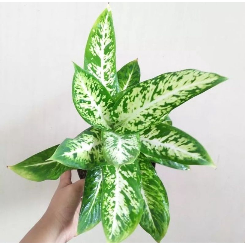 Tanaman Hias Diven Candi / Diven Candy