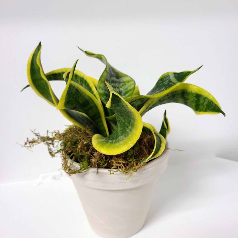 

Sansivera Twister /Tsunami/ Sansevieria Twisted Sister