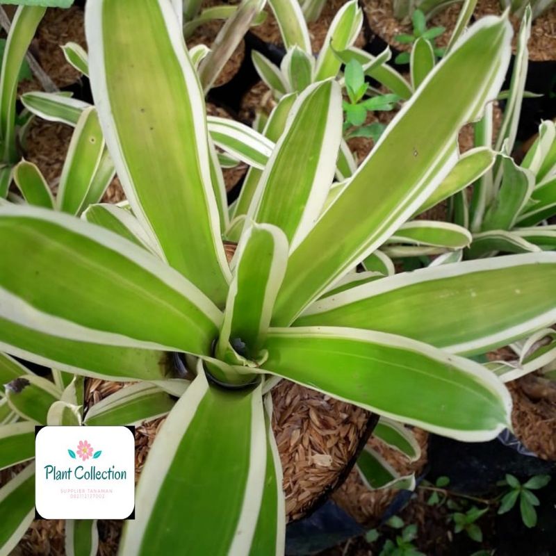 TANAMAN HIAS AECHMEA GAMOSEPALA / BROMELIA JAGUNG VARIEGATA