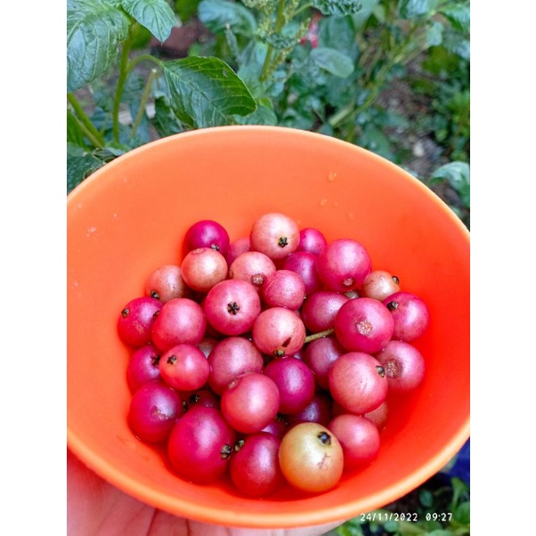 

BUAH CERI KAMPUNG/BUAH TALOK/BUAH KERSEN/BALECI JAMAICA CERRY BUAH BANYAK MANFAAT
