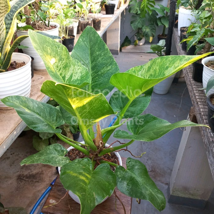 Hiasan Taman Philodendron Giganteum Marble Varigata