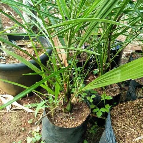 Pohon kurma ajwa ( bibit pohon kurma ) umur 3 tahun valid