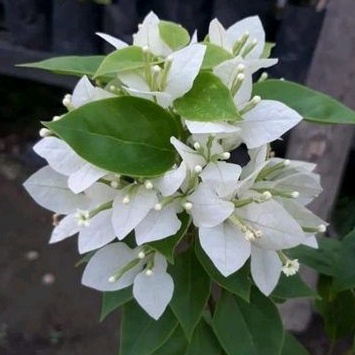 Bougenville import SJ PUTIH ORI