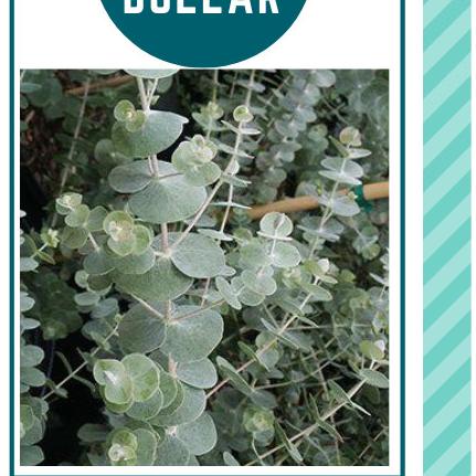 Daun Eucalyptus Segar Silver Dollar Import per batang