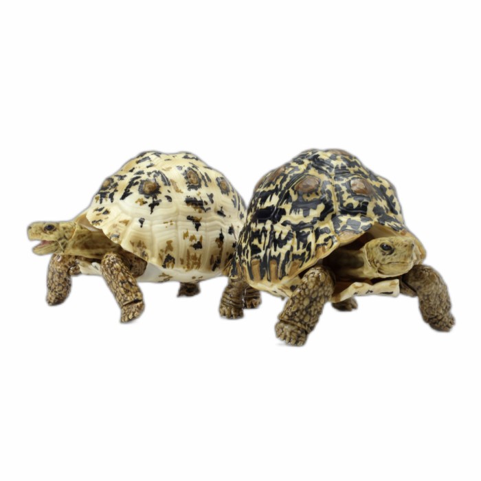 Set 6 Kura Tortoise kame 06 Gashapon Gacha Bandai dangomushi pardalis