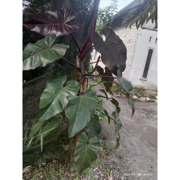 bibit philo dark lord ekonomis