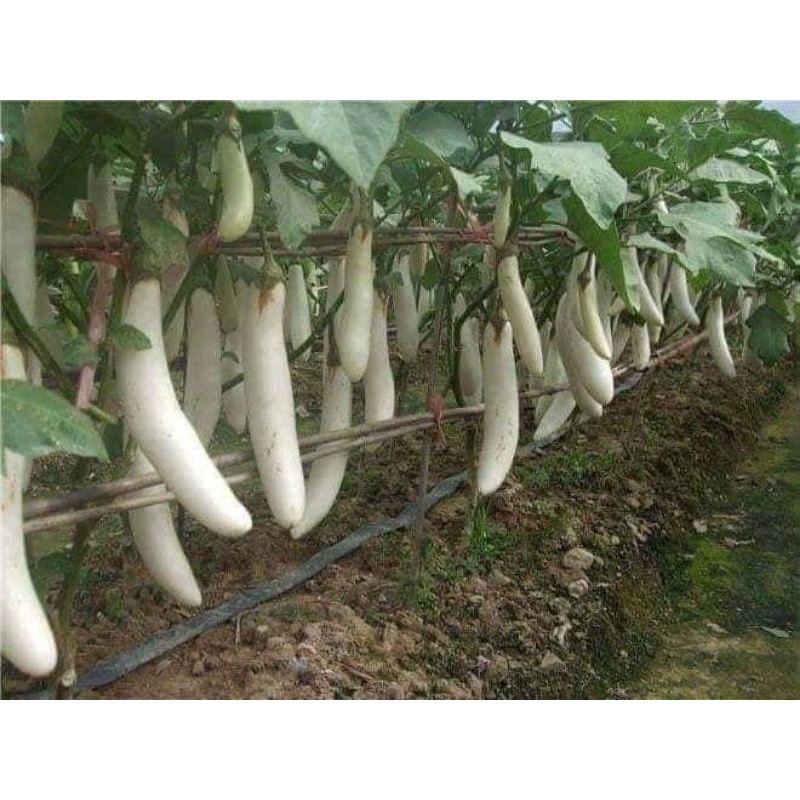 benih terong putih panjang