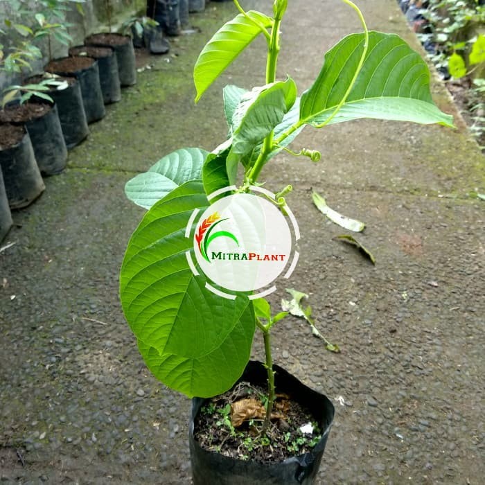 Bibit Pohon Markisa Jumbo Hijau - Buah Erbis - Tanaman Markisa Besar EE33