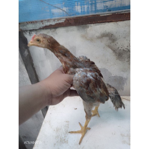 Anakan Ayam Super Trah Pacek Pakhoe full Brakot Dengan Biang Plucker Pacquiao