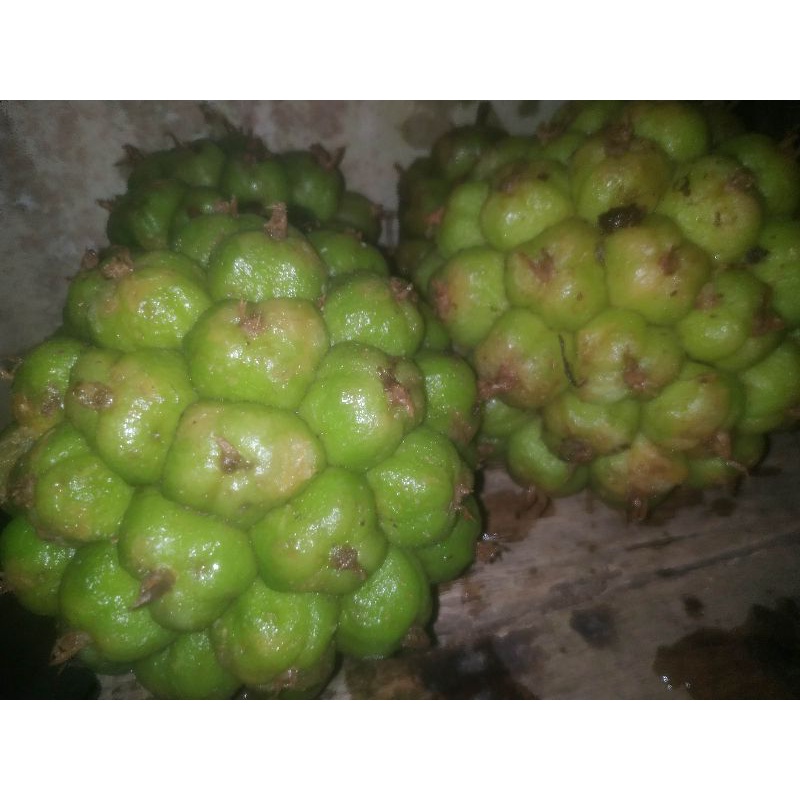 

Honje hijau buah kecombrang laka hutan asli 1 kg