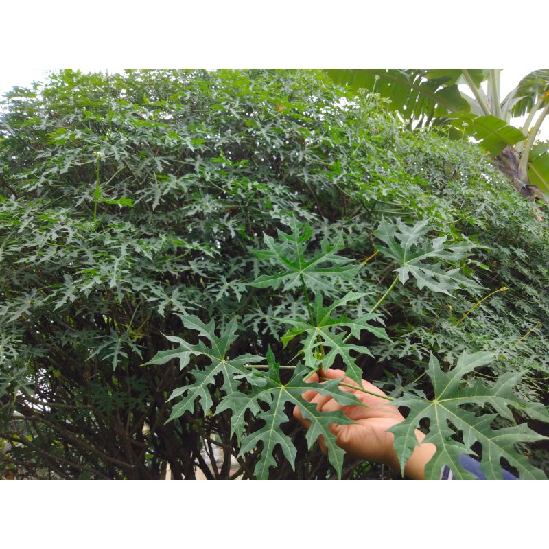 

Daun Pepaya Jepang 1Kg